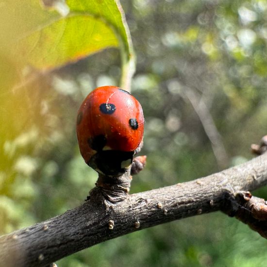 Coccinella septempunctata: Animal in habitat Grassland in the NatureSpots App