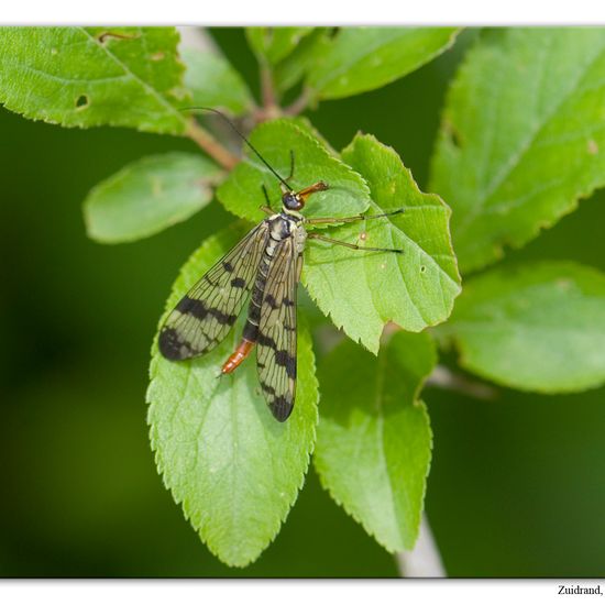 Panorpa communis: Animal in habitat Grassland in the NatureSpots App