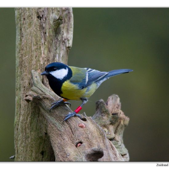 Great Tit: Animal in habitat Backyard in the NatureSpots App