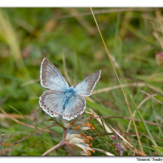 Polyommatus coridon: Animal in habitat Mountain habitat in the NatureSpots App