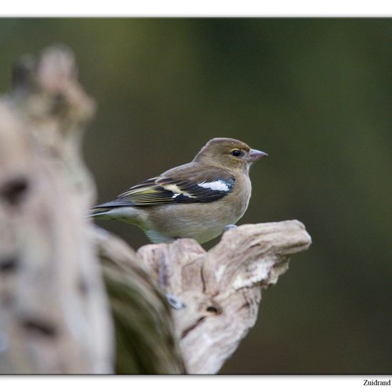 European robin: Animal in habitat Backyard in the NatureSpots App