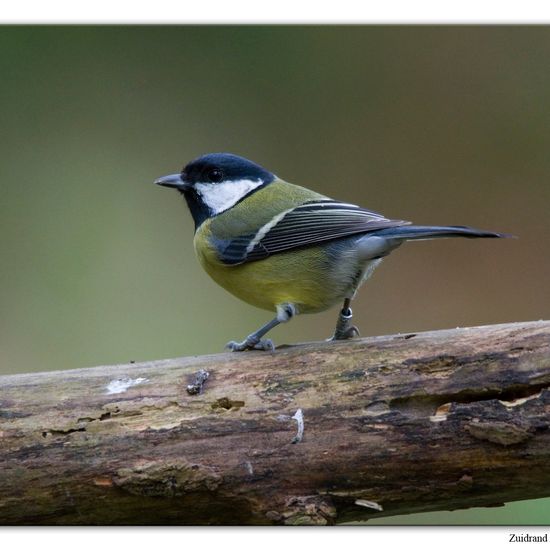 Great Tit: Animal in habitat Backyard in the NatureSpots App