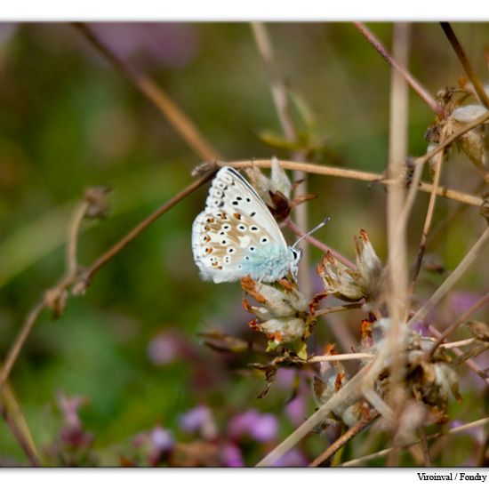 Melanargia galathea: Animal in habitat Mountain habitat in the NatureSpots App