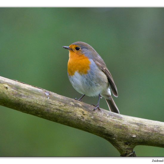 European robin: Animal in habitat Backyard in the NatureSpots App