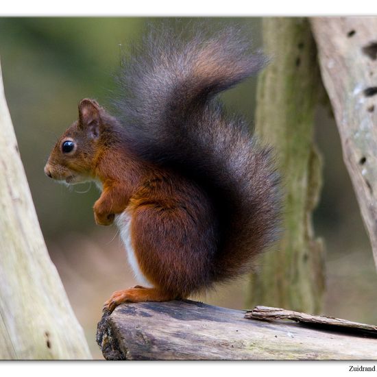 Eurasisches Eichhörnchen: Tier im Habitat Hinterhof in der NatureSpots App