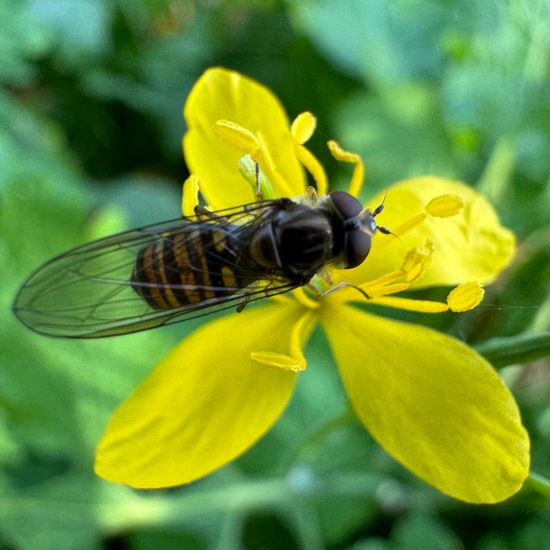 Syrphidae: Animal in habitat Park in the NatureSpots App