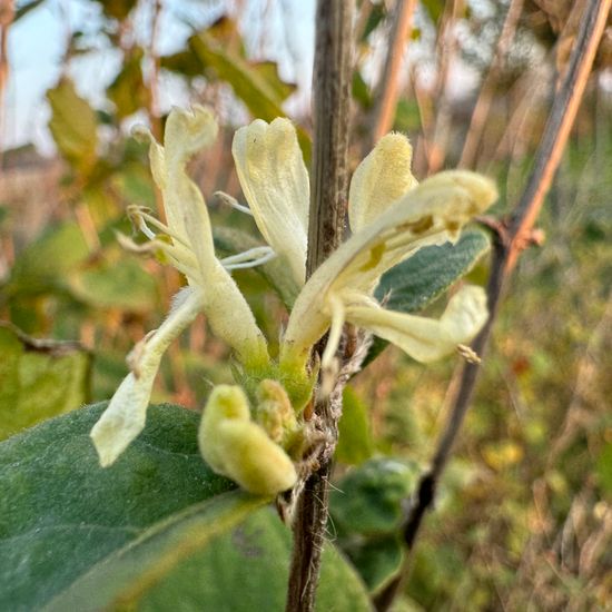 Lonicera xylosteum: Plant in nature in the NatureSpots App