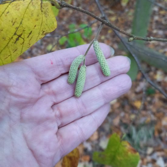 Corylus avellana: Plant in nature in the NatureSpots App