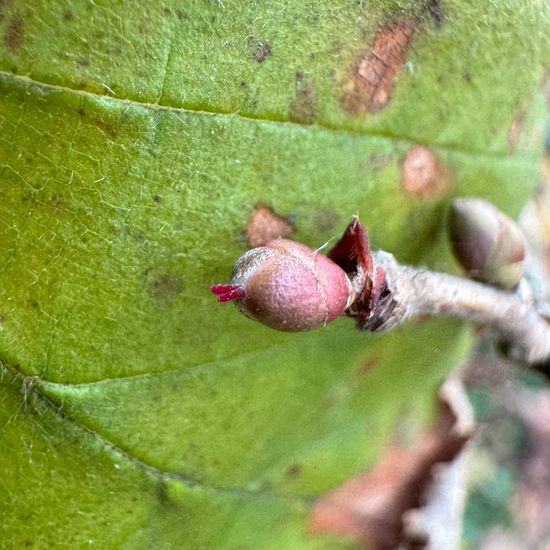 Corylus avellana: Plant in habitat Park in the NatureSpots App