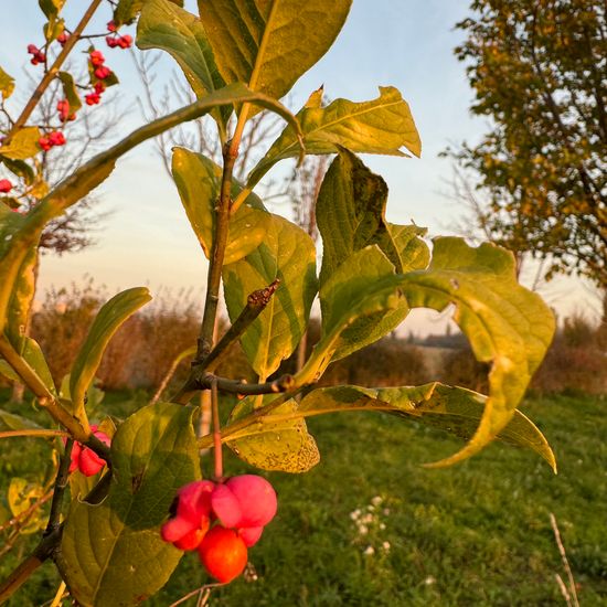 European spindle: Plant in nature in the NatureSpots App