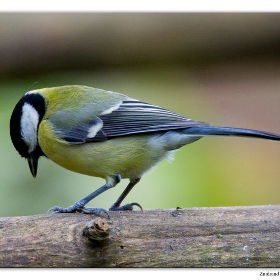 Kohlmeise: Tier im Habitat Hinterhof in der NatureSpots App