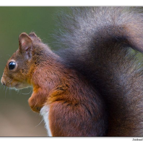 Eurasisches Eichhörnchen: Tier im Habitat Hinterhof in der NatureSpots App