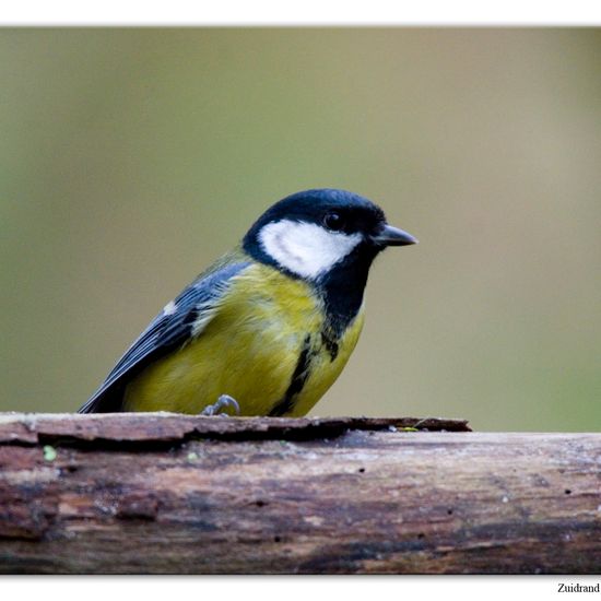 Kohlmeise: Tier im Habitat Hinterhof in der NatureSpots App