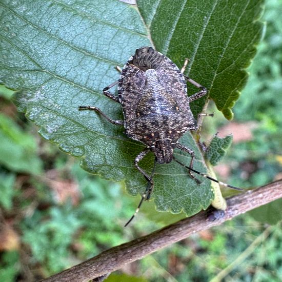 Brown marmorated stink bug: Animal in habitat Park in the NatureSpots App