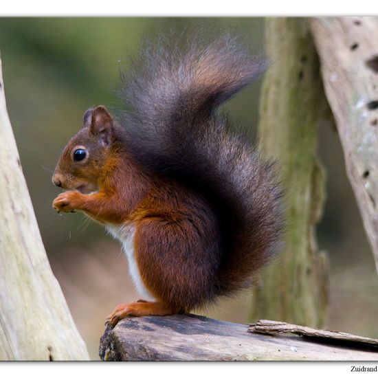 Eurasisches Eichhörnchen: Tier im Habitat Hinterhof in der NatureSpots App