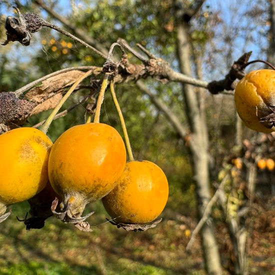 Malus sylvestris: Plant in habitat Park in the NatureSpots App