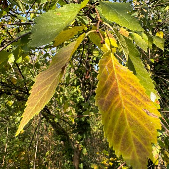 Ulmus minor: Plant in habitat Park in the NatureSpots App