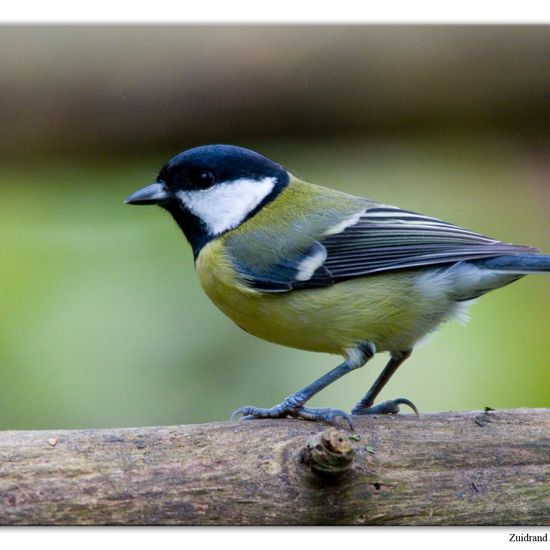 Kohlmeise: Tier im Habitat Hinterhof in der NatureSpots App