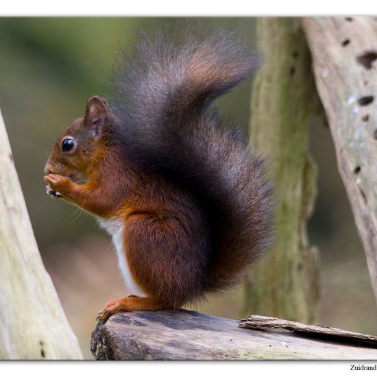 Eurasisches Eichhörnchen: Tier im Habitat Hinterhof in der NatureSpots App