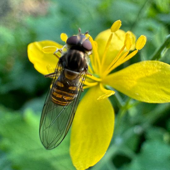 Syrphidae: Animal in habitat Park in the NatureSpots App