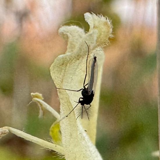 Zuckmücken: Tier im Habitat Habitat manuell eingeben in der NatureSpots App