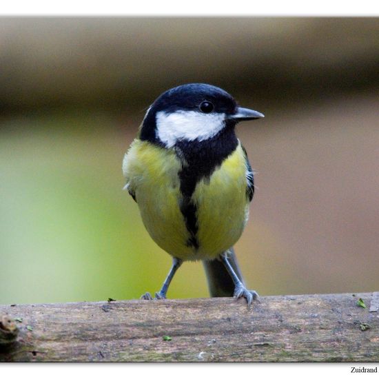 Kohlmeise: Tier im Habitat Hinterhof in der NatureSpots App