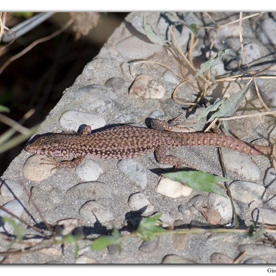 Podarcis muralis: Animal in habitat City and Urban in the NatureSpots App