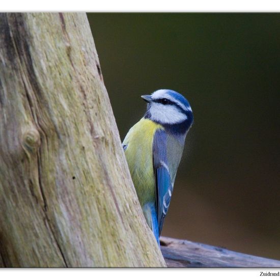 Blaumeise: Tier im Habitat Hinterhof in der NatureSpots App