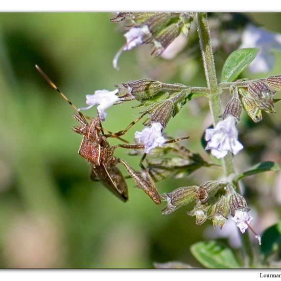 Camptopus lateralis: Animal in habitat Natural Meadow in the NatureSpots App