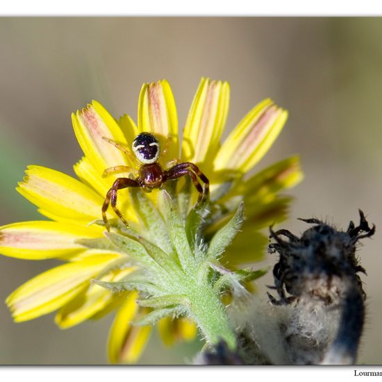 Shiny crab-spider: Animal in habitat Natural Meadow in the NatureSpots App