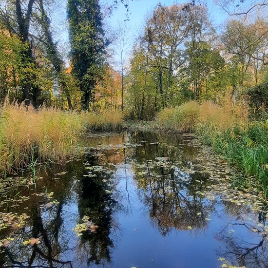 Landschaft: Süßwasser im Habitat Teich in der NatureSpots App