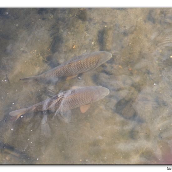 Common carp: Animal in habitat River in the NatureSpots App