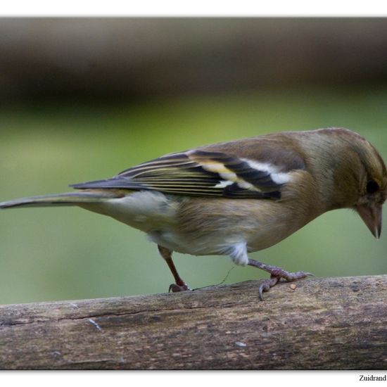 Buchfink: Tier im Habitat Hinterhof in der NatureSpots App