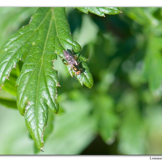 Chorisops tibialis: Animal in habitat Natural Meadow in the NatureSpots App