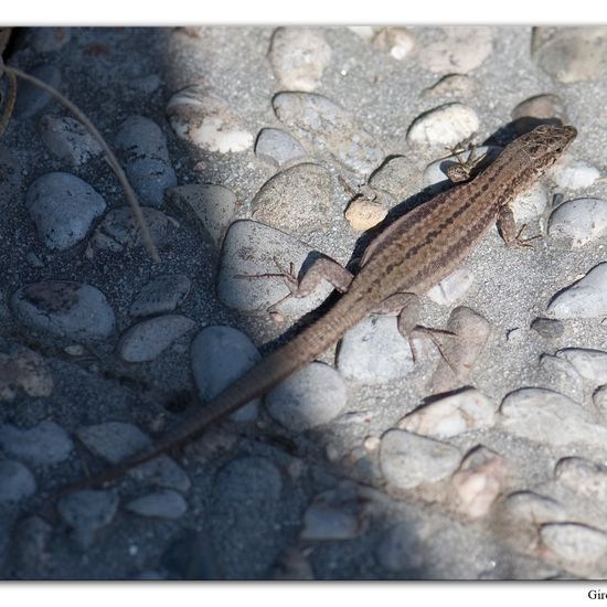 Podarcis muralis: Animal in habitat City and Urban in the NatureSpots App