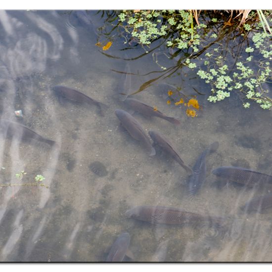 Karpfen: Tier im Habitat Fluss in der NatureSpots App