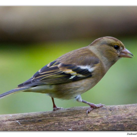 Buchfink: Tier im Habitat Hinterhof in der NatureSpots App