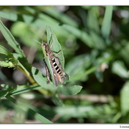 Omocestus rufipes: Tier im Habitat Naturnahe Wiese in der NatureSpots App