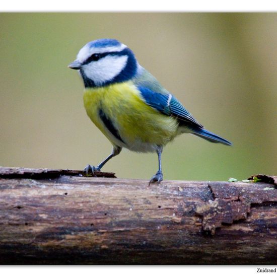 Blaumeise: Tier im Habitat Hinterhof in der NatureSpots App