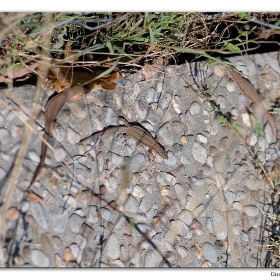 Podarcis muralis: Animal in habitat City and Urban in the NatureSpots App