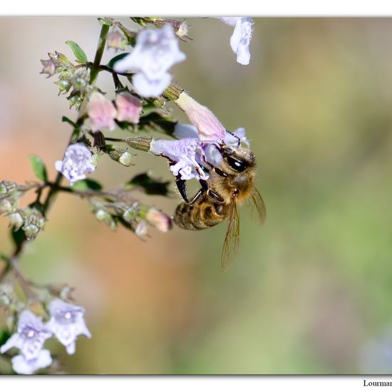 Apis mellifera: Animal in habitat Natural Meadow in the NatureSpots App