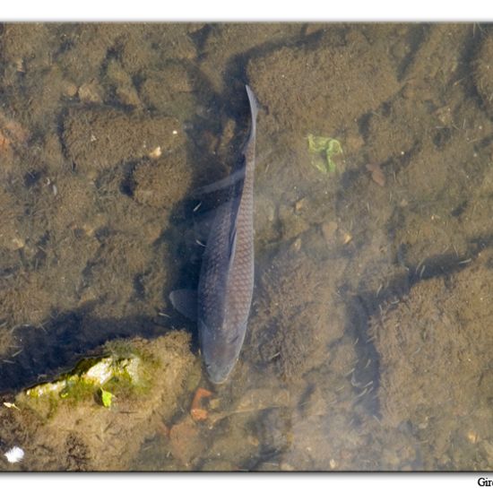 Common carp: Animal in habitat River in the NatureSpots App