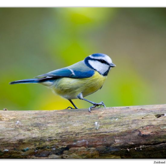 Blaumeise: Tier im Habitat Hinterhof in der NatureSpots App