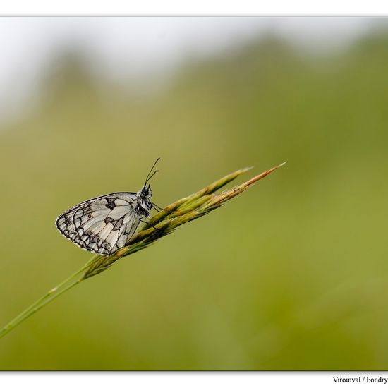 Melanargia galathea: Animal in habitat Mountain habitat in the NatureSpots App