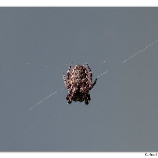 Spaltenkreuzspinne: Tier im Habitat Garten in der NatureSpots App