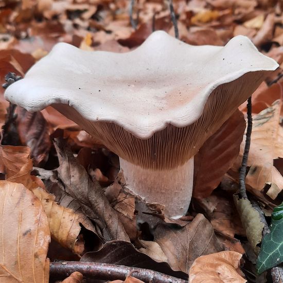 Clitocybe nebularis: Mushroom in habitat Temperate forest in the NatureSpots App