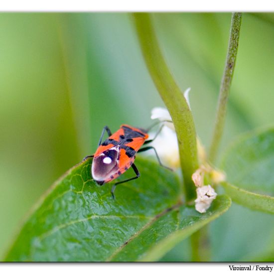 Paracorymbia fulva: Tier im Habitat Bergwiese in der NatureSpots App