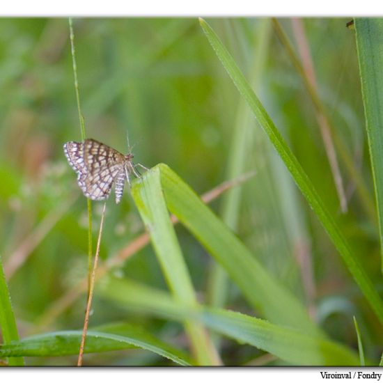 Latticed Heath: Animal in habitat Mountain meadows in the NatureSpots App