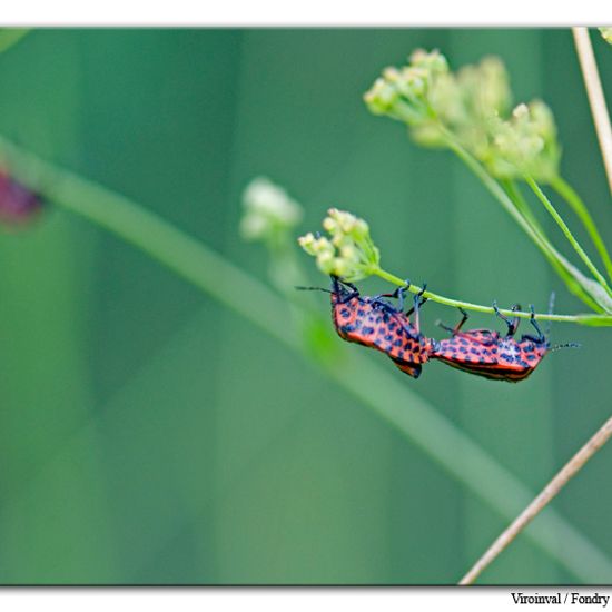 Graphosoma italicum: Tier im Habitat Bergwiese in der NatureSpots App