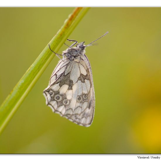 Melanargia galathea: Animal in habitat Mountain habitat in the NatureSpots App